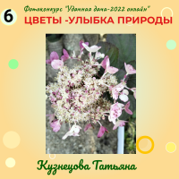 Цветы (6)
